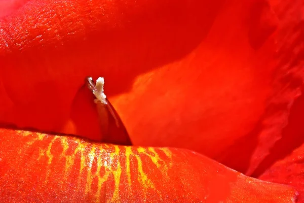 Close Red Canna Lily Blossom — Stock Photo, Image