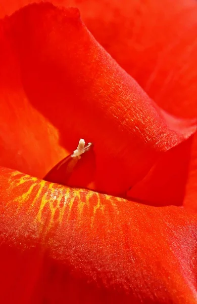 Κοντά Ένα Κόκκινο Άνθος Κρίνου Canna — Φωτογραφία Αρχείου