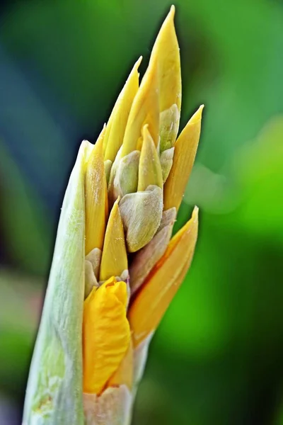 Zbliżenia Żółtych Kwiatów Lilii Canna — Zdjęcie stockowe