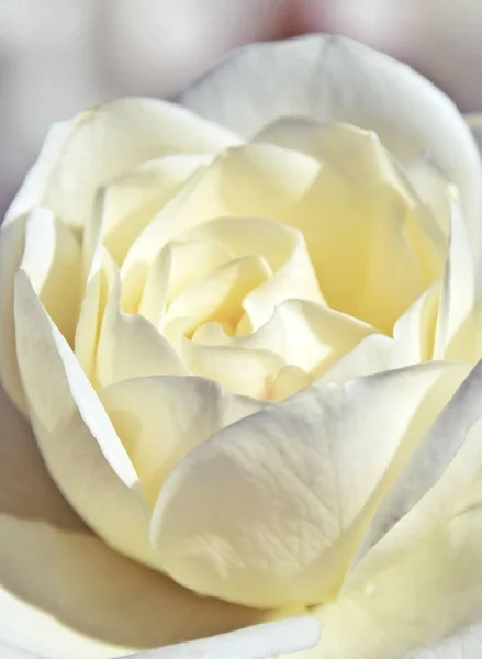 Close Beautiful White Rose — Stock Photo, Image