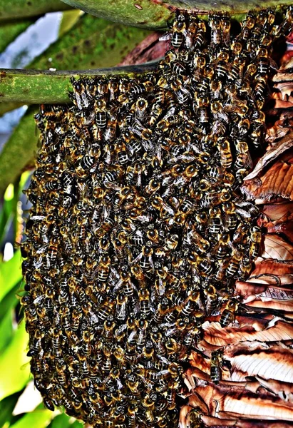 Close Wild Beehive Aloe Vera — стоковое фото