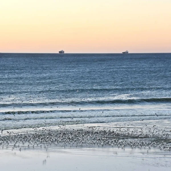 Landscape Seagulls Beach Sunrise — Stock Photo, Image