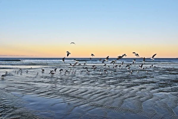 日の出にビーチにカモメがいる風景 — ストック写真