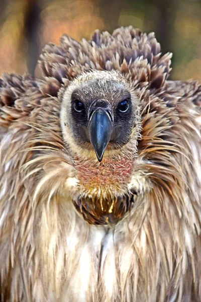 Close Large Brown Cape Vulture — Stock Photo, Image
