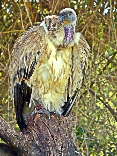 大的棕色秃鹫的特写 — 图库照片
