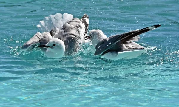 Close Seagulls Bathing Pool — Stock Photo, Image