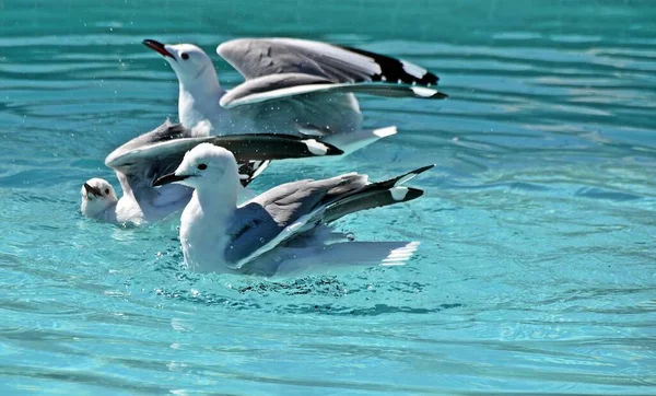 在游泳池里洗澡的海鸥的特写 — 图库照片