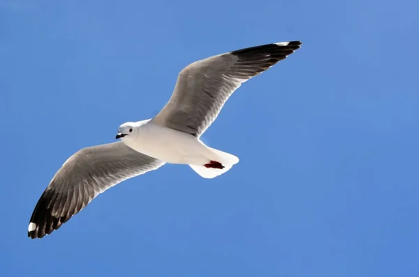 Close Seagull Flight Blue Sky — Stock Photo, Image
