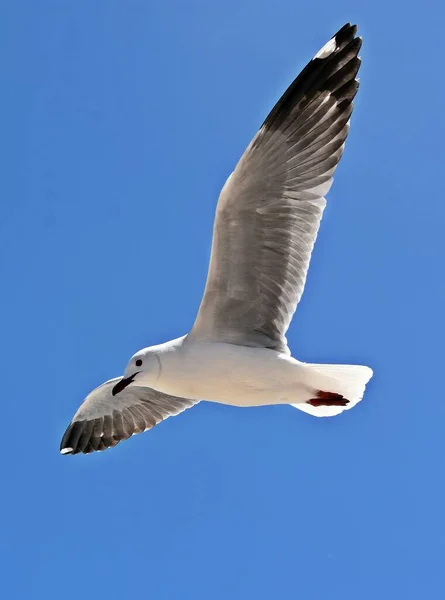 Close Seagull Flight Blue Sky — Stock Photo, Image
