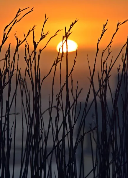 Близко Траве Красивым Закатом Над Атлантическим Океаном — стоковое фото
