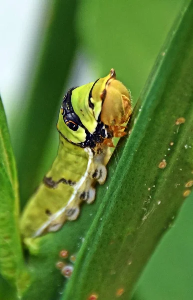 Fechar Uma Página King Swallowtail Borboleta Lagarta — Fotografia de Stock