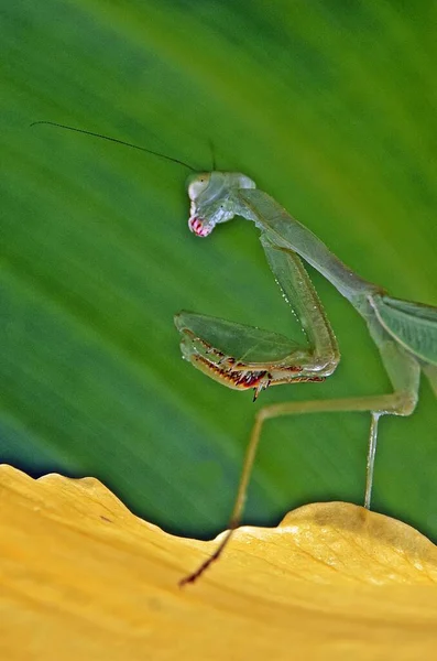 一只绿色祈祷的螳螂的近身 — 图库照片