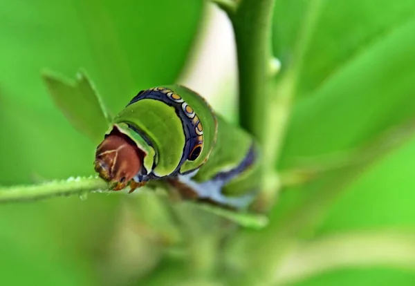 Close King Page Swallowtail Butterfly Caterpillar — Stok Foto