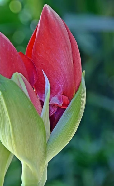 Close Botões Flores Amaryllis Vermelhas — Fotografia de Stock