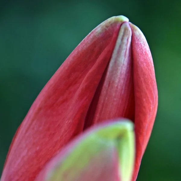 Nahaufnahme Der Blütenknospen Der Roten Amaryllis — Stockfoto