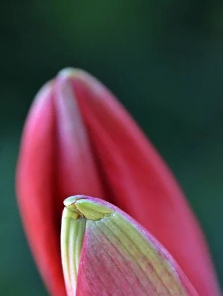 Kırmızı Amarillis Çiçek Tomurcuklarını Kapatın — Stok fotoğraf
