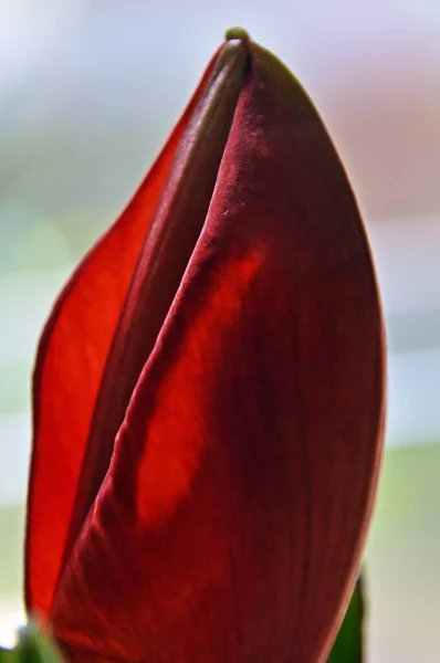Zbliżenie Czerwony Amaryllis Pąki Kwiatowe — Zdjęcie stockowe