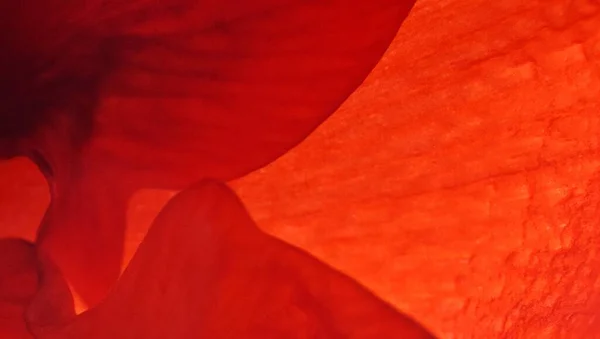 Detailní Záběr Červený Amaryllis Květ — Stock fotografie