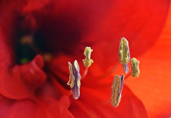 Blisko Czerwonego Kwiatu Amaryllis — Zdjęcie stockowe