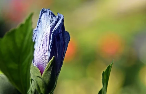Perto Uma Flor Malva Azul — Fotografia de Stock