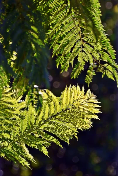 Nahaufnahme Von Jacaranda Blättern Sonnenlicht — Stockfoto