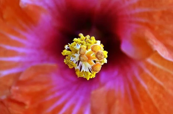 Zblízka Krásné Oranžové Květy Ibišku — Stock fotografie