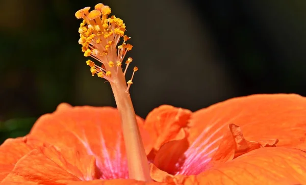 美しいオレンジのハイビスカスの花のクローズ アップ — ストック写真