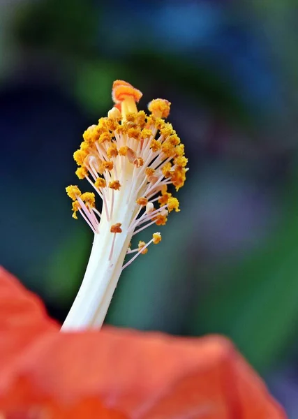 Close Beautiful Orange Hibiscus Blossom — Stock Photo, Image