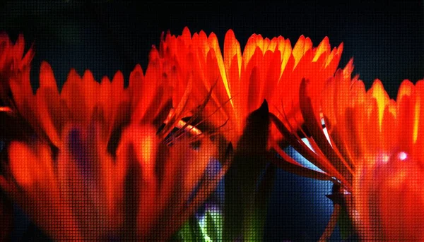Close Beautiful Orange Trailing Ice Plant Blossoms Mixed Media — Stock Photo, Image