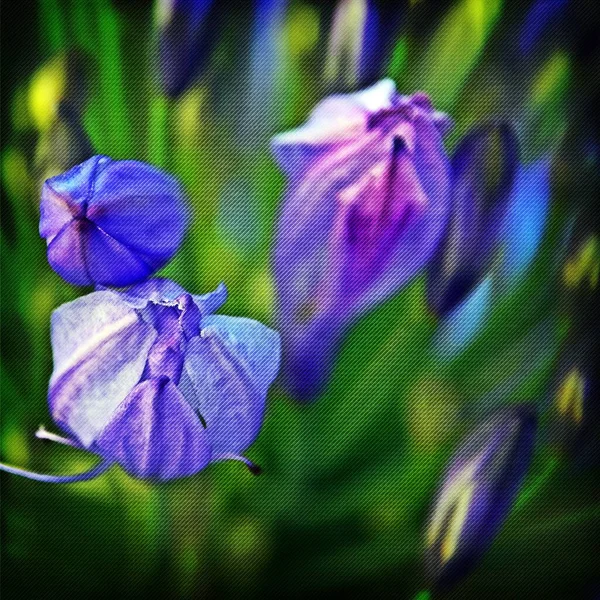 Забарвлення Блакитної Лілії Нільських Бруньок Змішане — стокове фото