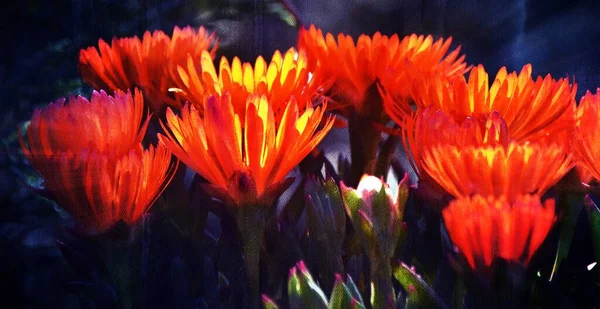 Nahaufnahme Von Schönen Orangefarbenen Eispflanzen Blüht Mixed Media — Stockfoto