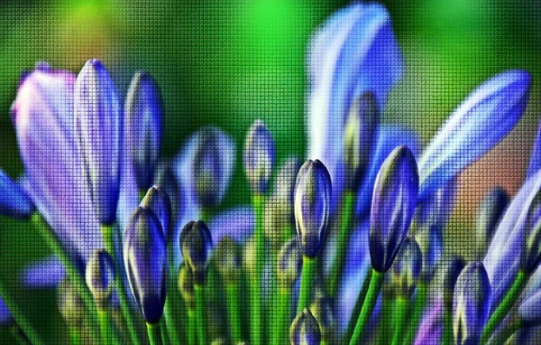 Nahaufnahme Der Blauen Lilie Der Nilknospen Gemischte Medien — Stockfoto