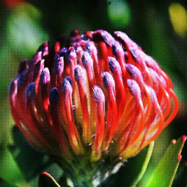 Közeli Kép Egy Közös Tűpárna Protea Virág Vegyes Média — Stock Fotó