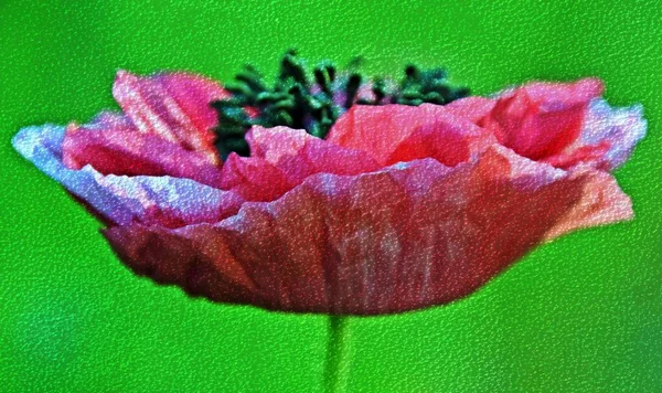 Primer Plano Una Flor Amapola Rosa Medios Mixtos —  Fotos de Stock