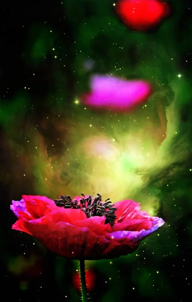 Крупним Планом Рожевий Поппі Квітка Змішаний Носій — стокове фото