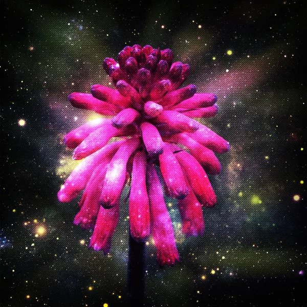 Close Pink Winter Lily Blossom Mixed Media — Stock Photo, Image