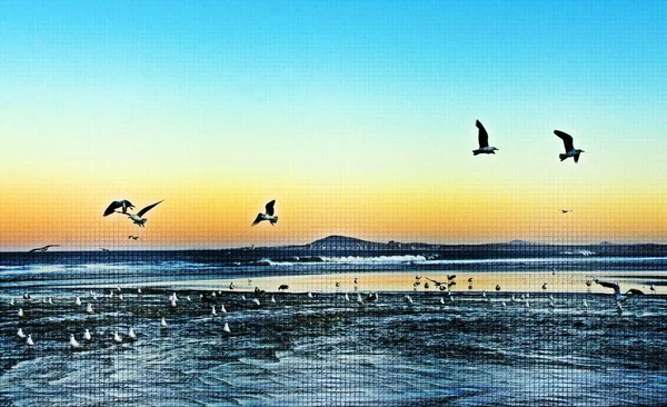 日の出にミネトンビーチでカモメと風景が混在メディア — ストック写真