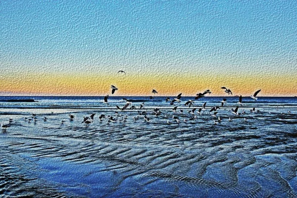 日の出にミネトンビーチでカモメと風景が混在メディア — ストック写真