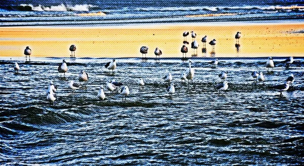해돋이에 민러턴 해변의 갈매기로 뒤덮인 풍경은 — 스톡 사진