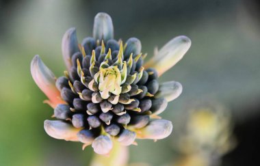 Aloe çiçekleri ve tomurcukları kapatın.