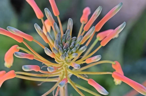 Avvicinamento Fiore Aloe Gemme — Foto Stock