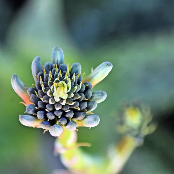 Cerca Una Flor Aloe Brotes —  Fotos de Stock