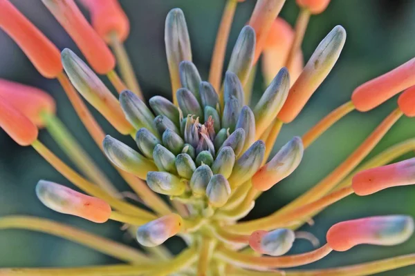 Avvicinamento Fiore Aloe Gemme — Foto Stock
