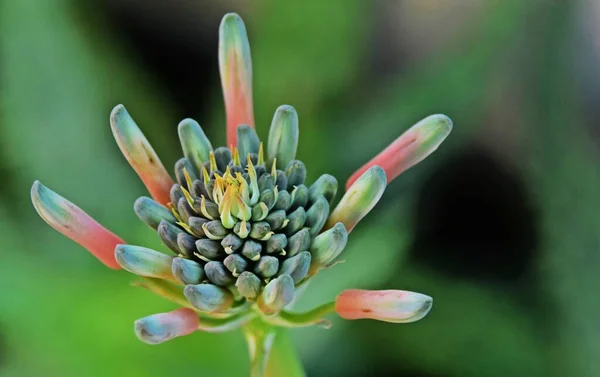Aloe Çiçekleri Tomurcukları Kapatın — Stok fotoğraf