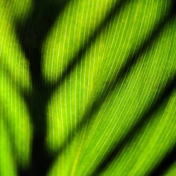 Close Green Canna Lily Leaf — Stock Photo, Image