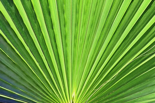 Close Fan Palm Leaf Sunshine — Stock Photo, Image