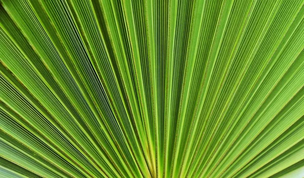 Fechar Uma Folha Palmeira Torcedor Luz Solar — Fotografia de Stock