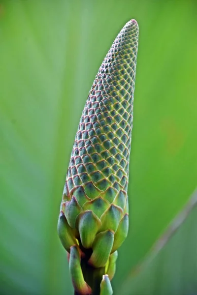 Close Aloe Flower Bud — Fotografia de Stock