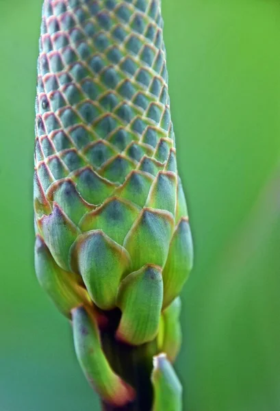 Close Aloe Flower Bud — Fotografia de Stock