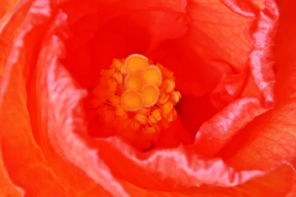 Zblízka Krásné Oranžové Květy Ibišku — Stock fotografie